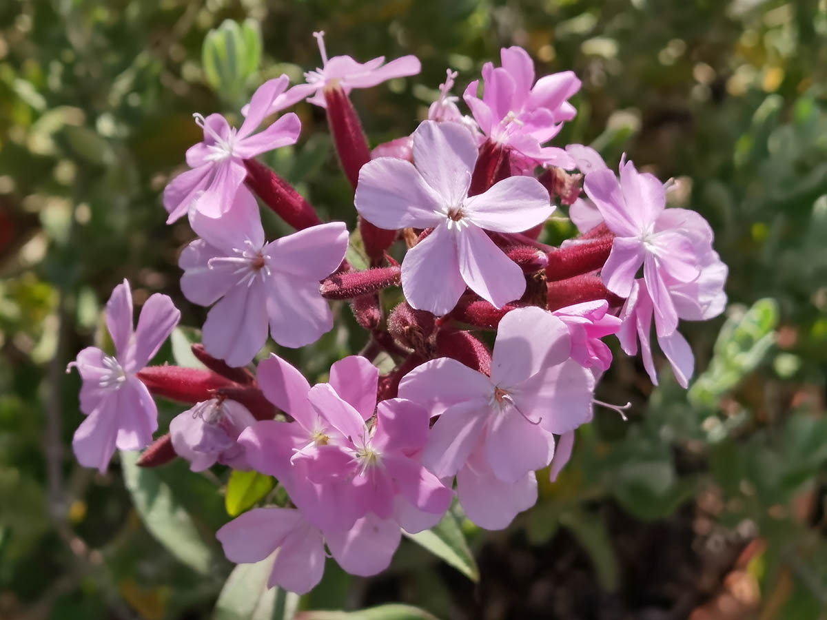 Saponaria sicula var intermedia 'Sigurd'